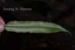 Angiopteris helferiana